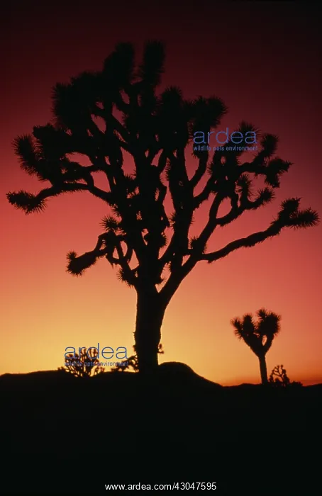 : Joshua tree : Joshua tree