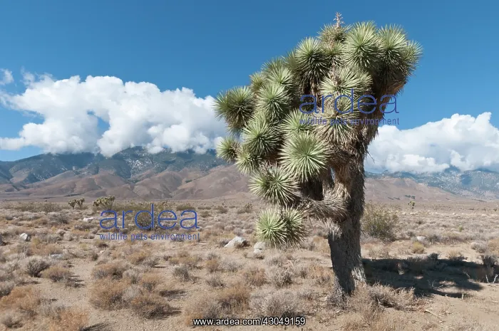 : Joshua tree : Joshua tree