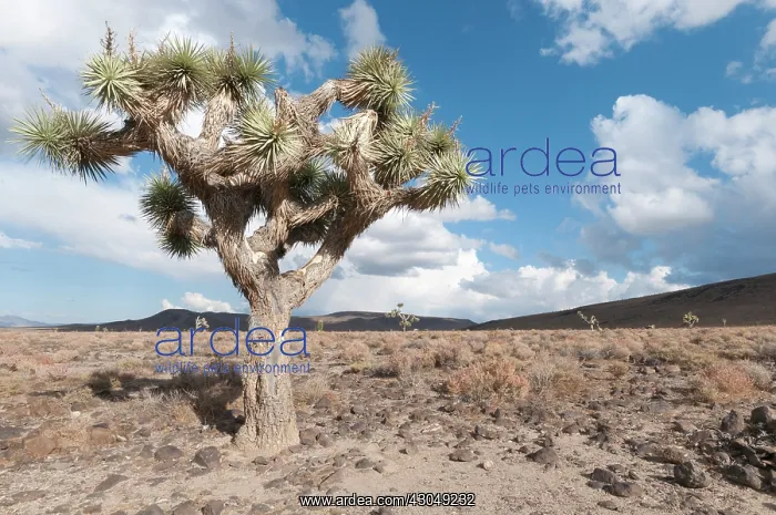 : Joshua tree : Joshua tree