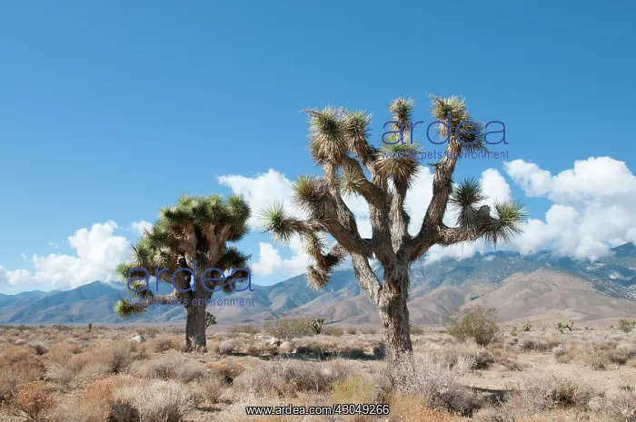  : Joshua tree