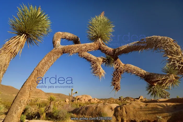 : Joshua Tree - big and gnarled Joshua Tree and : Joshua Tree - big and gnarled Joshua Tree and