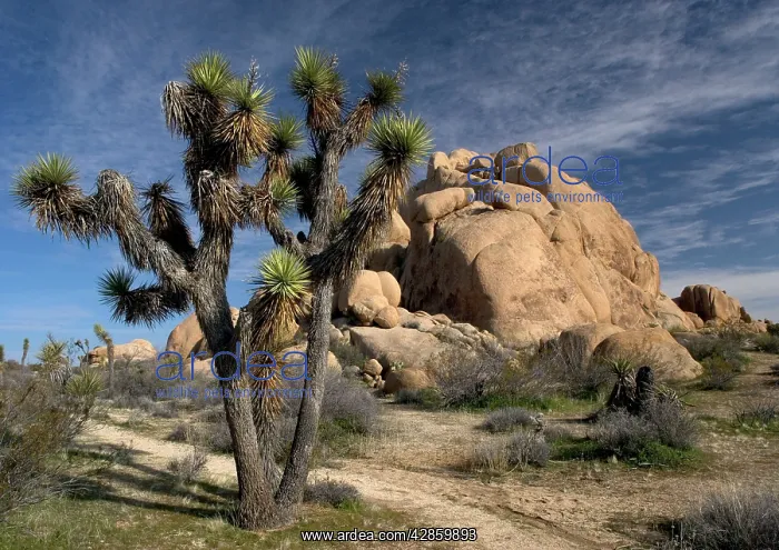 : Joshua Tree - amongst Granite rocks : Joshua Tree - amongst Granite rocks