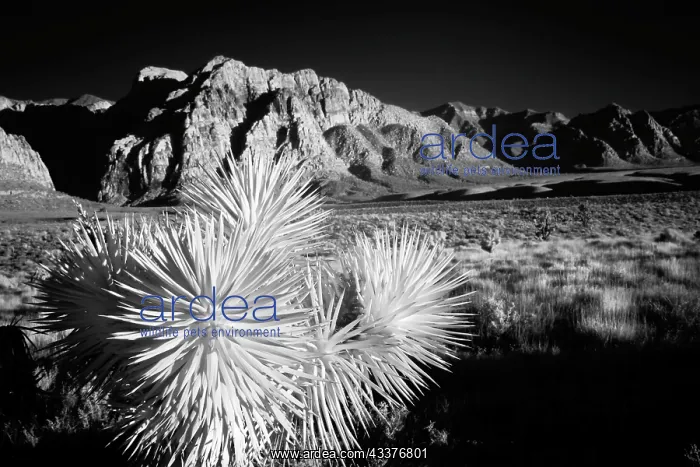 : Joshua tree, Mojave Desert, California : Joshua tree, Mojave Desert, California