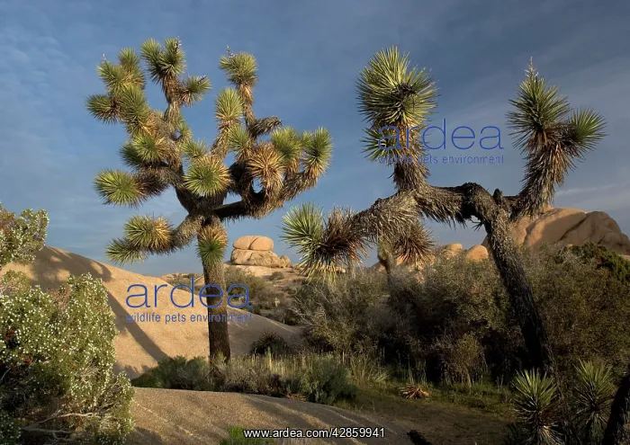 : Joshua Tree - in the Mojave desert, amongst granite rocks : Joshua Tree - in the Mojave desert, amongst granite rocks