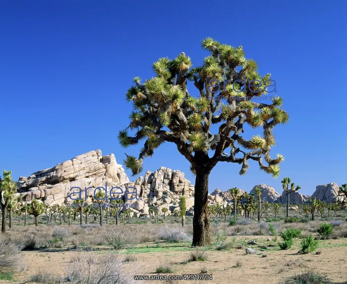 : Joshua Tree - National Monument : Joshua Tree - National Monument