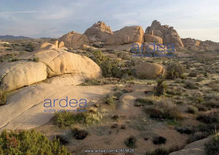 : Joshua Tree National Park : Joshua Tree National Park