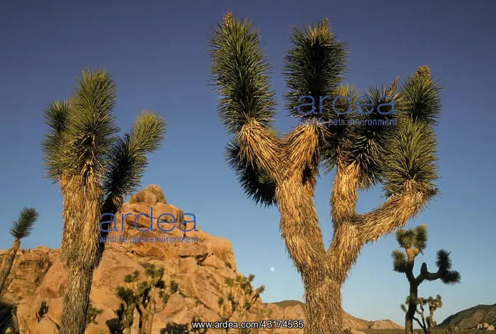 : Joshua Tree National Park, California : Joshua Tree National Park, California