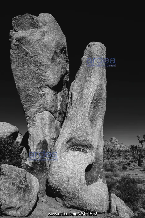  : Joshua Tree National Park, California
