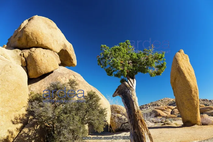 : Joshua Tree National Park, California, USA : Joshua Tree National Park, California, USA