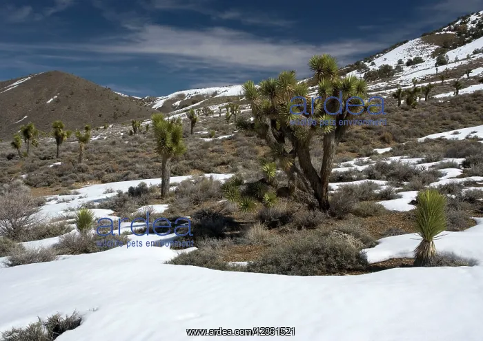 : Joshua Tree - in pinyon-juniper forest, inyo forest : Joshua Tree - in pinyon-juniper forest, inyo forest