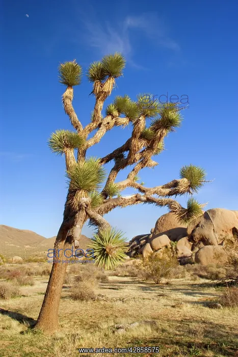: Joshua Tree - and red boulders in early spring : Joshua Tree - and red boulders in early spring