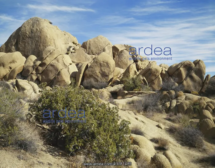 : Joshua Tree Rock Formations : Joshua Tree Rock Formations