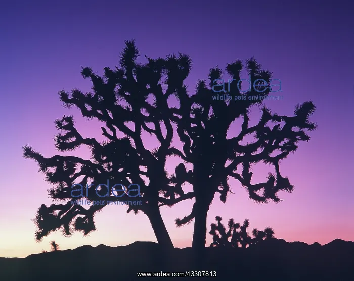 : Joshua Tree - at sunset : Joshua Tree - at sunset