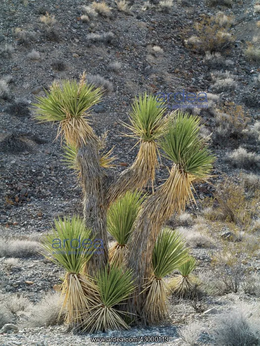 : Joshua Tree - young tree along the Racetrack Road : Joshua Tree - young tree along the Racetrack Road