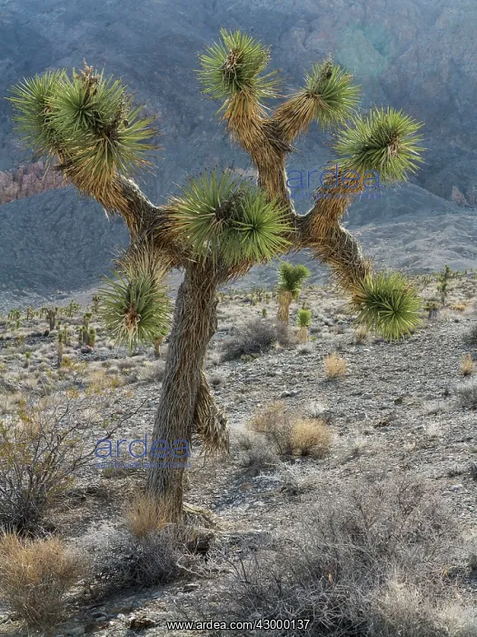 : Joshua Tree - young tree along the Racetrack Road : Joshua Tree - young tree along the Racetrack Road