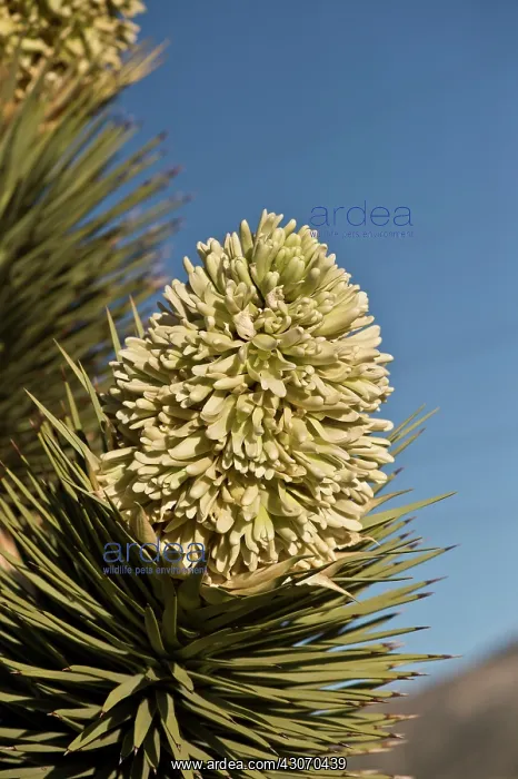 : Joshua Tree (Yucca brevifolia). Lovell Canyon south : Joshua Tree (Yucca brevifolia). Lovell Canyon south