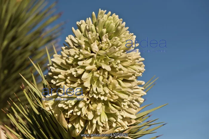: Joshua Tree (Yucca brevifolia). Lovell Canyon south : Joshua Tree (Yucca brevifolia). Lovell Canyon south