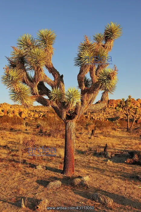 : Joshua Tree (Yucca brevifolia), Joshua Tree National : Joshua Tree (Yucca brevifolia), Joshua Tree National