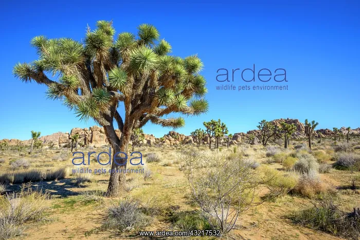  : Joshua Tree (Yucca brevifolia), Boy Scout Trail