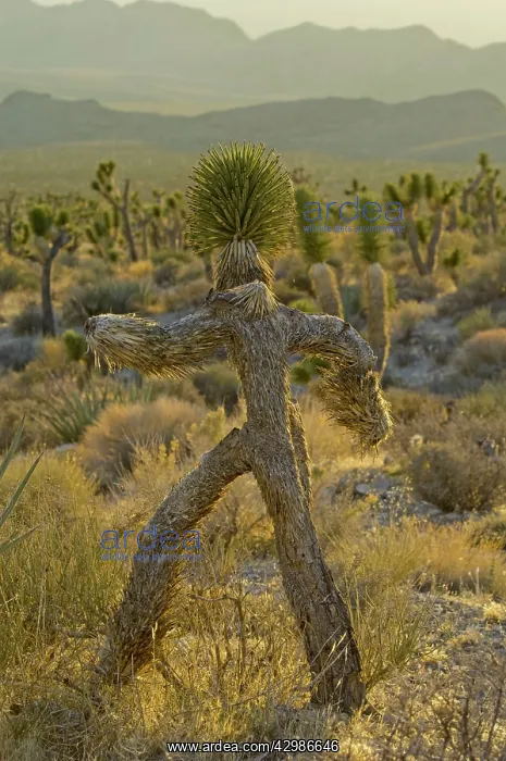 : Joshua Tree / Yucca Palm - in shape of a running man : Joshua Tree / Yucca Palm - in shape of a running man