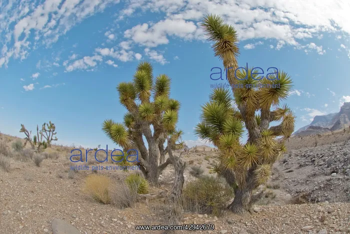 : Joshua trees : Joshua trees