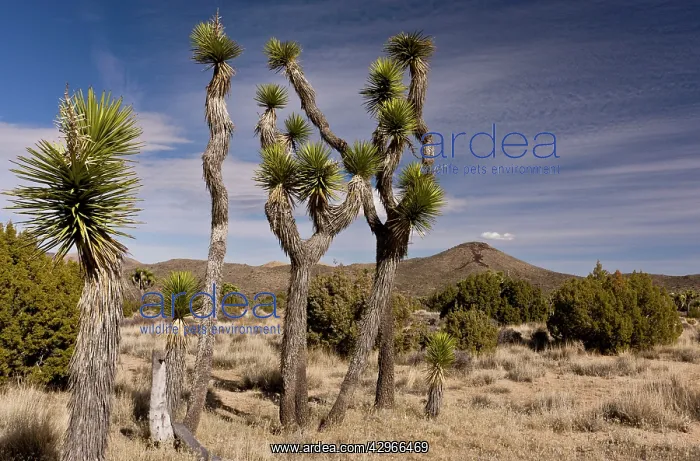 : Joshua Trees : Joshua Trees