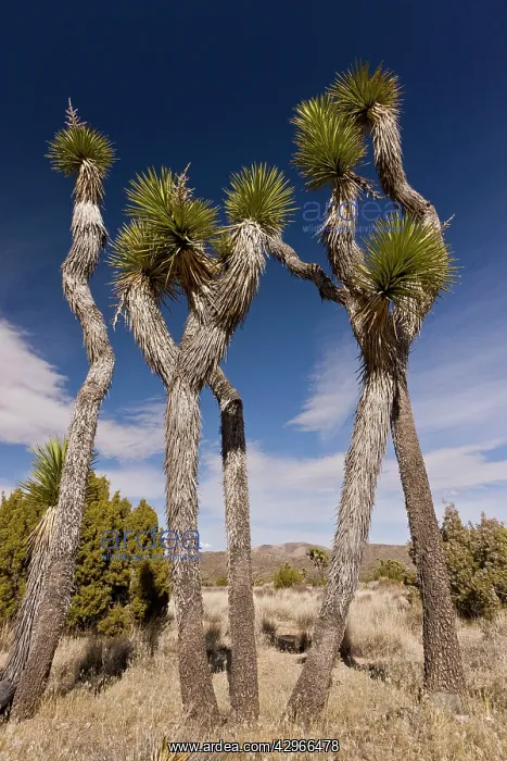 : Joshua Trees : Joshua Trees