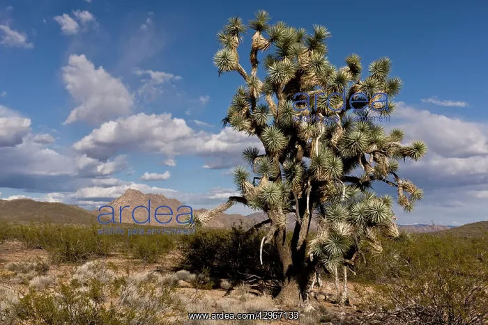 : Joshua Trees : Joshua Trees