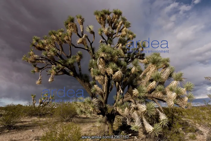 : Joshua Trees : Joshua Trees