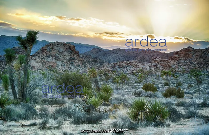  : Joshua Tree's