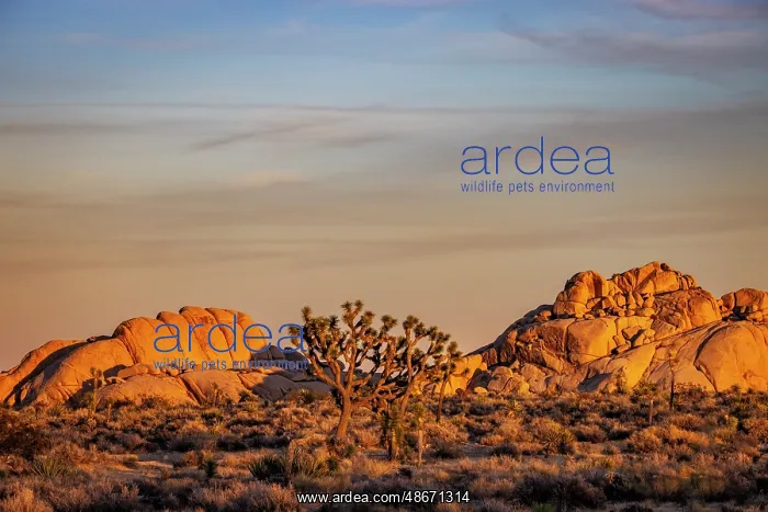 : Joshua Trees with granite boulders in Joshua Tree National : Joshua Trees with granite boulders in Joshua Tree National
