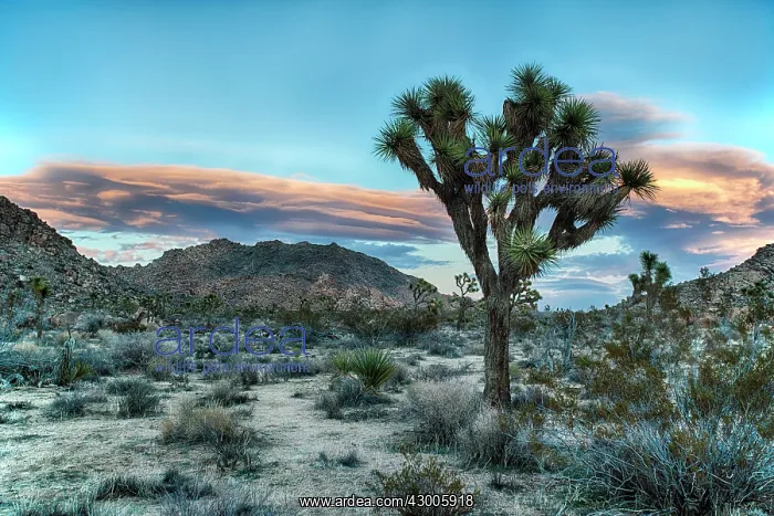 : Joshua Tree's January : Joshua Tree's January