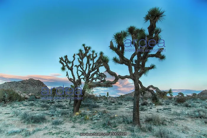 : Joshua Tree's January : Joshua Tree's January