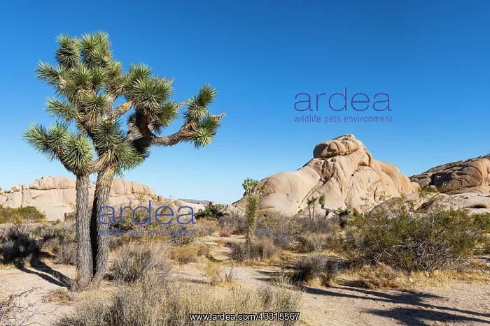: Joshua trees in the Joshua Tree National Park, California : Joshua trees in the Joshua Tree National Park, California