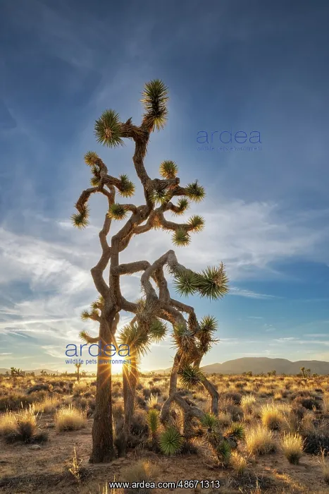 : Joshua Trees near sunset in Joshua Tree National Park : Joshua Trees near sunset in Joshua Tree National Park