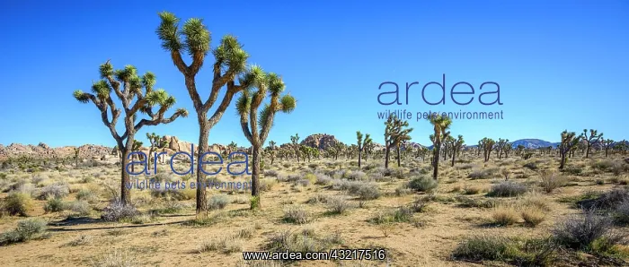 : Joshua Trees (Yucca brevifolia), Boy Scout Trail : Joshua Trees (Yucca brevifolia), Boy Scout Trail