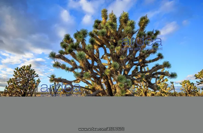 : Joshua Trees (Yucca brevifolia) in Evening Light : Joshua Trees (Yucca brevifolia) in Evening Light