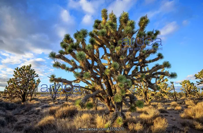 : Joshua Trees (Yucca brevifolia) in Evening Light : Joshua Trees (Yucca brevifolia) in Evening Light