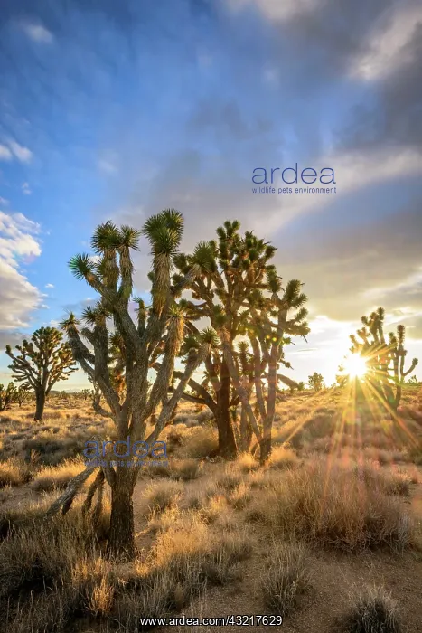 : Joshua Trees (Yucca brevifolia) at sunset, Mojave : Joshua Trees (Yucca brevifolia) at sunset, Mojave