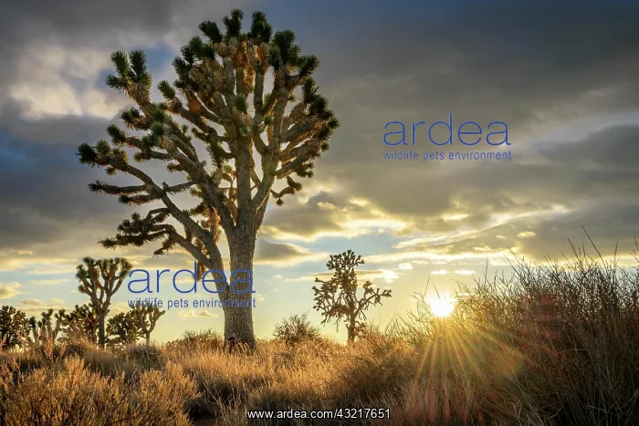 : Joshua Trees (Yucca brevifolia) at sunset, Mojave : Joshua Trees (Yucca brevifolia) at sunset, Mojave