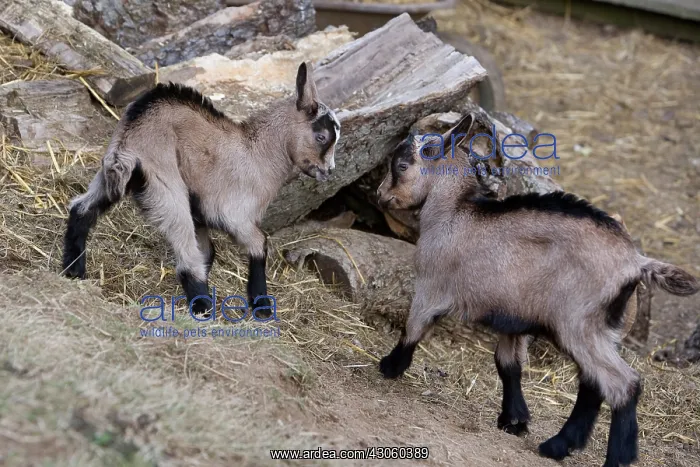 : Joust between goats Alsace France : Joust between goats Alsace France
