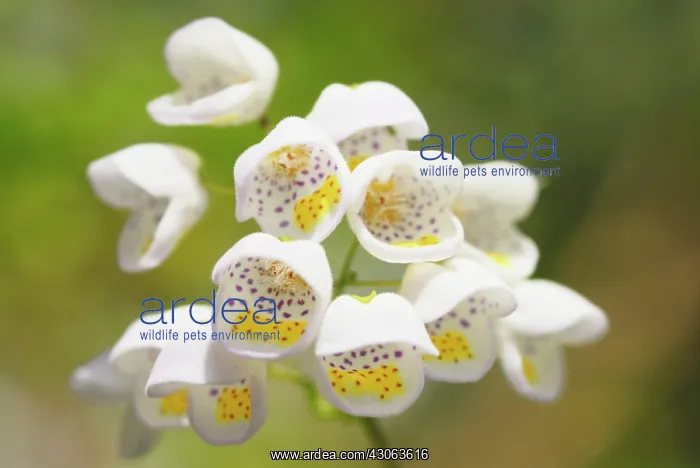 : Jovellana, Jovellana violacea : Jovellana, Jovellana violacea