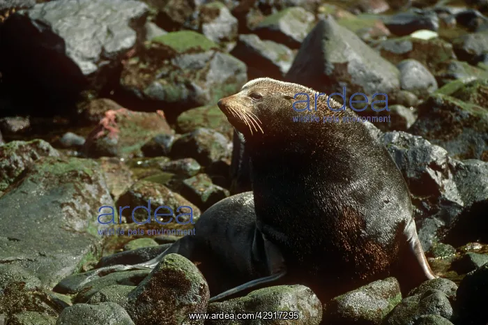  : Juan Fernandez Fur Seal