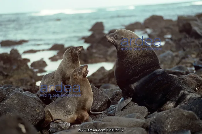 : Juan Fernandez Fur Seal - on rocks : Juan Fernandez Fur Seal - on rocks