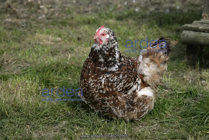 : Jubilee Orpington hen Warwickshire : Jubilee Orpington hen Warwickshire