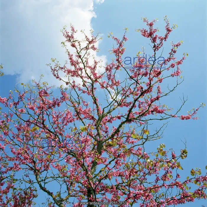  : Judas Tree