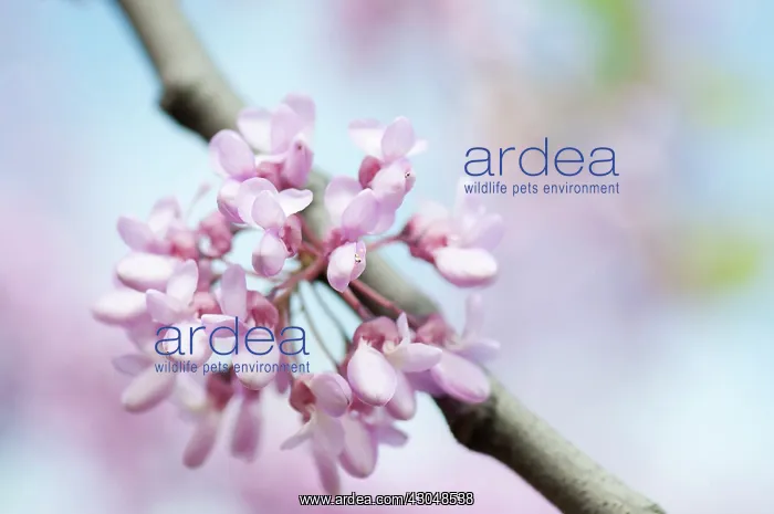 : Judas tree : Judas tree