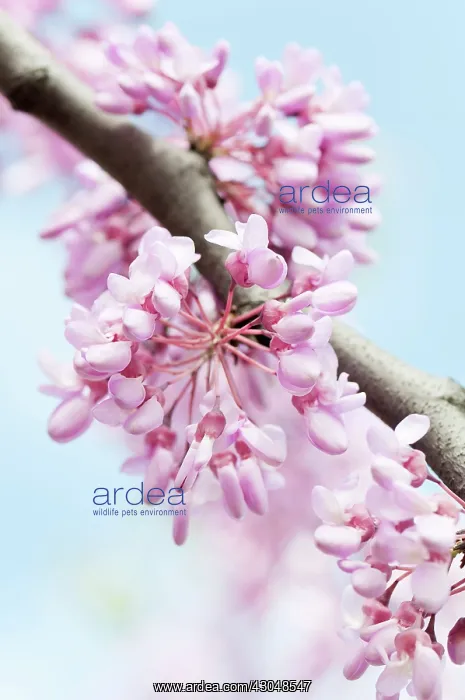  : Judas tree