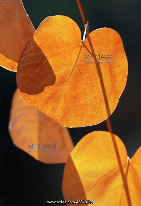 : Judas tree : Judas tree