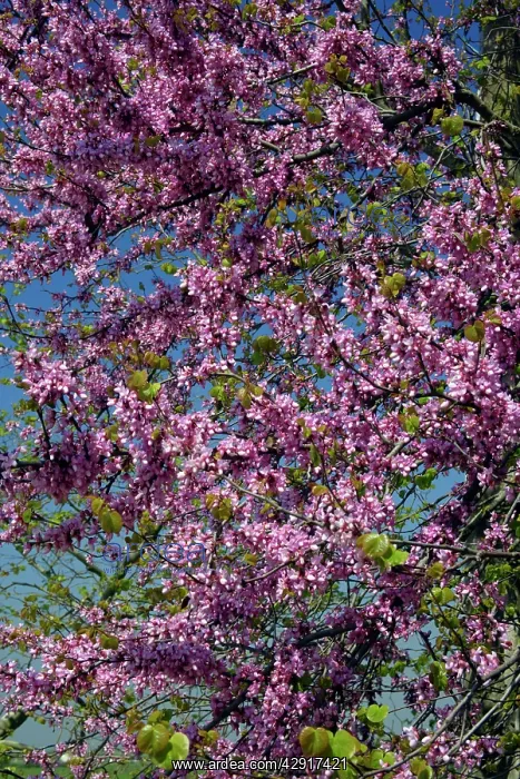 : Judas-Tree - blossom : Judas-Tree - blossom